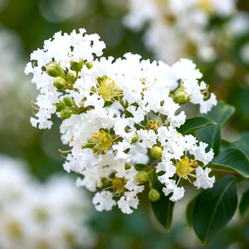 LAGERSTROEMIA na pniu biała - kremowa bez południa - sadzonki 60 / 80 cm